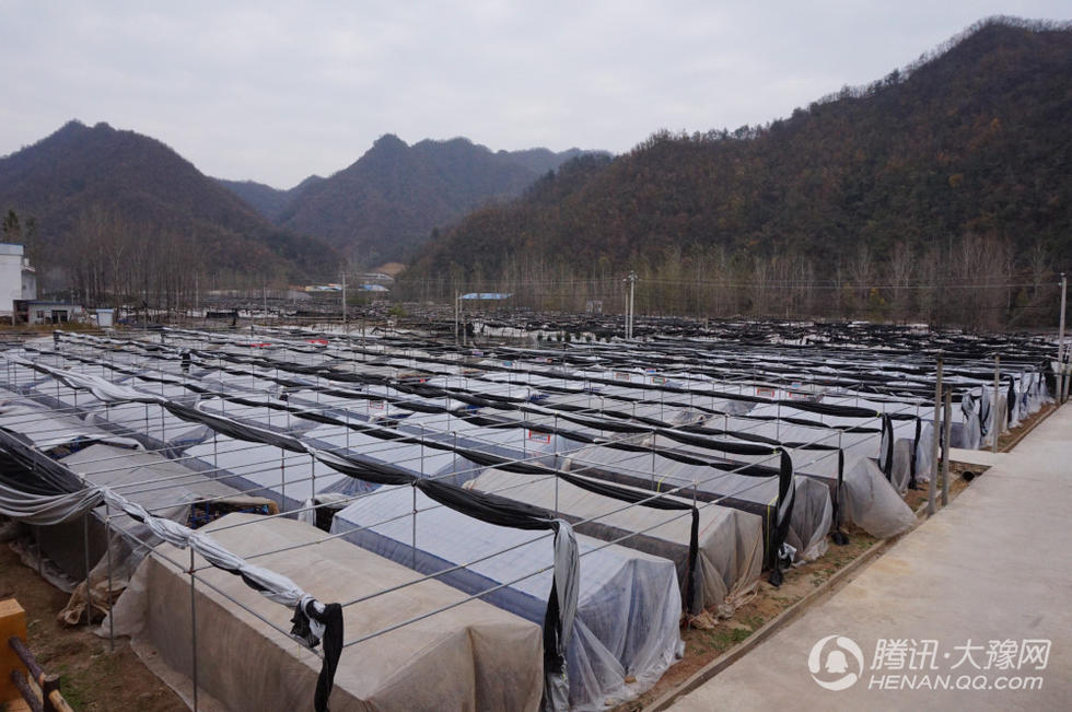 西峡县寨根乡寨根村贫困户余传平早早来到香菇产业扶贫基地的香菇大棚