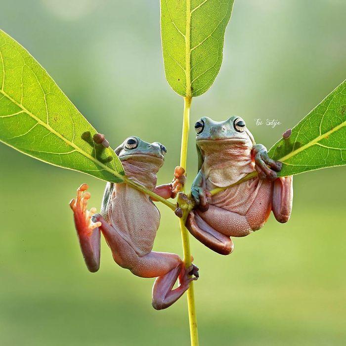 小生物精彩微距摄影
