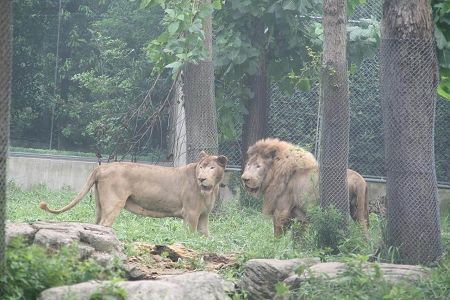 一对白狮动物园适应气候 准备在沪 安居乐业 _