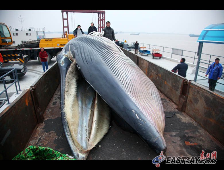 高清:上海长兴岛横沙东滩搁浅布氏鲸被打捞_幻