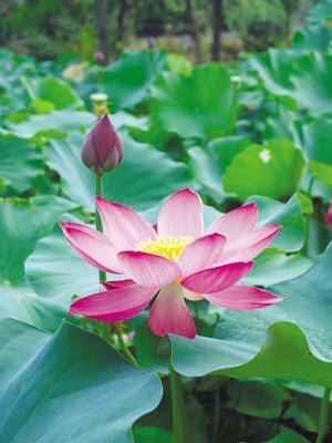 中国馆营造人工夏天荷花4月15日提早绽放_世博频道_腾讯网