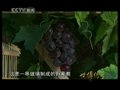 Video: Panama World Expo, prva nagrada grožđa često je vrijedan funta od stvarnih grožđa