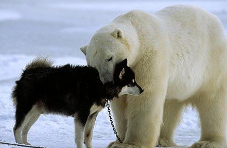 北极熊和狗狗交朋友
