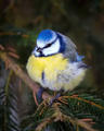 摄影师在森林拍现实版“愤怒的小鸟” 感觉被萌化 