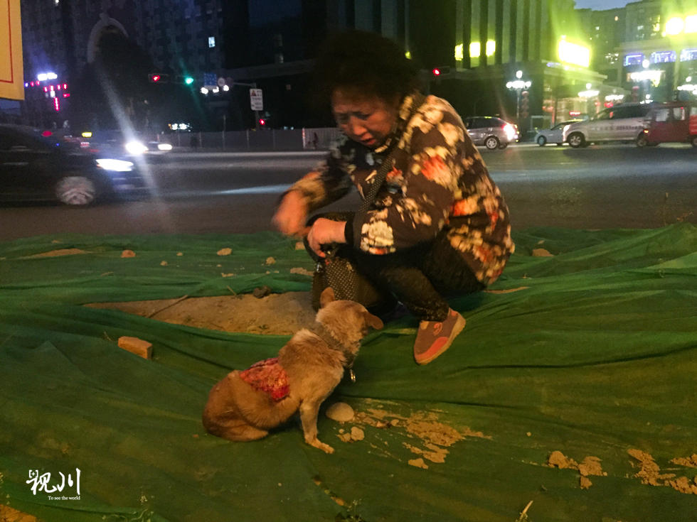 流浪狗遭"拦腰活剥" 成都市民爱心助其奇迹生还