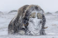暴风雪席卷挪威 硕大公牛脸被冻成“冰坨”