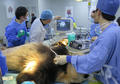 杭州4岁大熊猫突发重病 4小时手术后仍未脱离危险