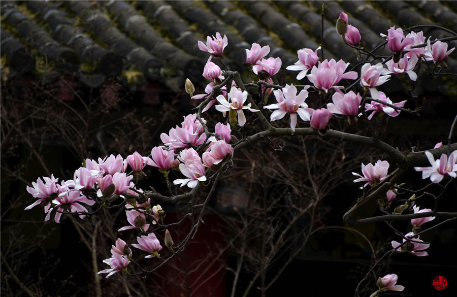 勉县400余年古旱莲盛开 花满枝头