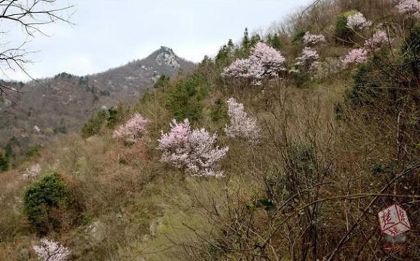 美呆了！罗田一地千亩野樱花盛开 浪漫至极(图1)