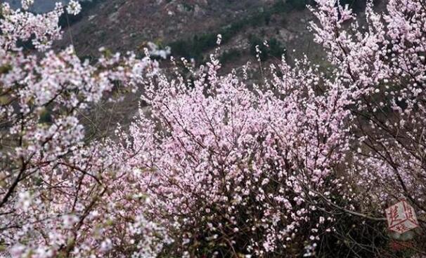 美呆了！罗田一地千亩野樱花盛开 浪漫至极(图2)