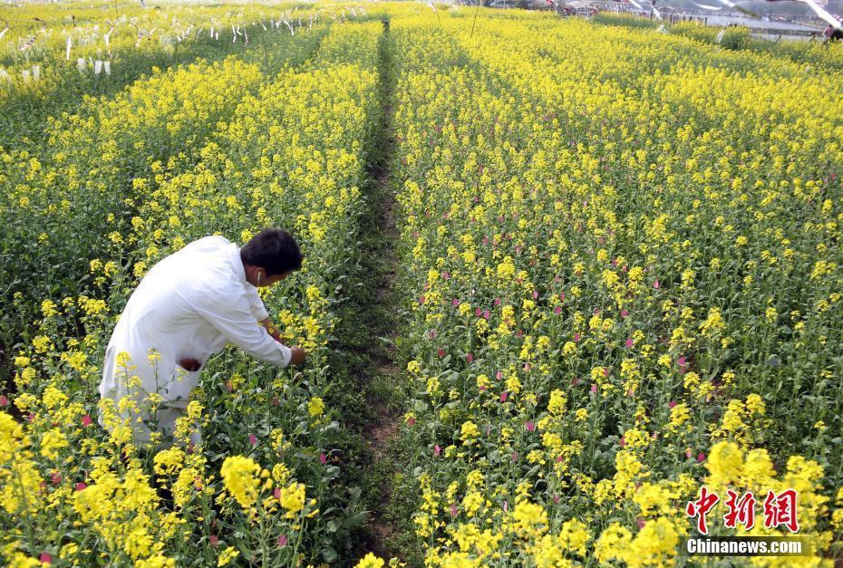 大学试验基地油菜花盛放 金色花海引游人