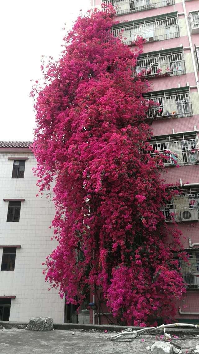 深圳最霸气三角梅:爬满6层楼全是花