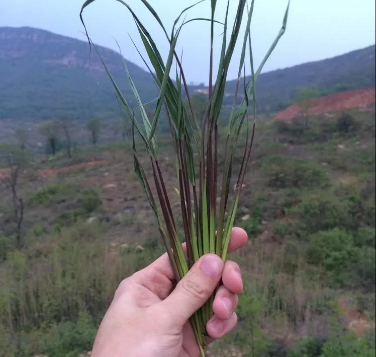 荆门农村出现一种常见杂草 里面隐藏着儿时味道(图2)