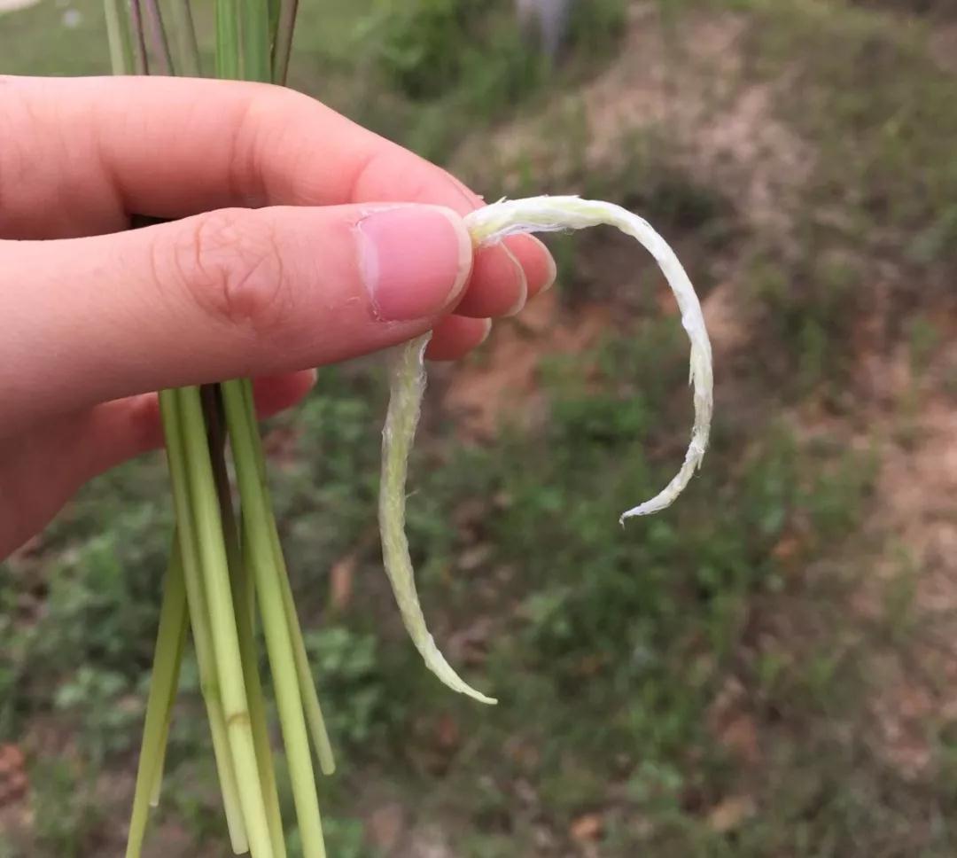 荆门农村出现一种常见杂草 里面隐藏着儿时味道(图3)