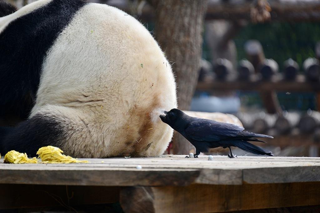 全身乌溜什么动物,全身乌黑是什么生肖