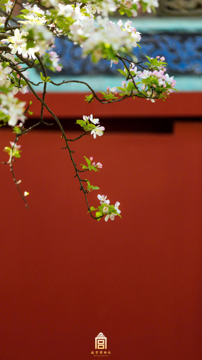 故宫海棠花开花瓣随风飘落实在太美