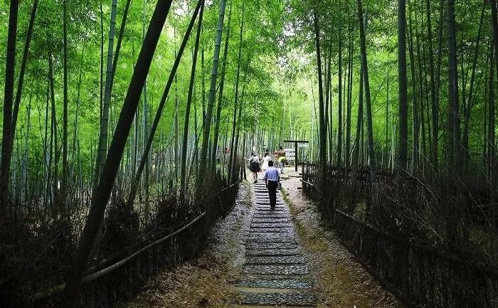 浙东大竹海  /    隐藏 查看图注