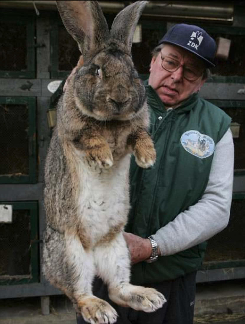 超大只动物合集兔子的脸比你还大老鼠长达1米2