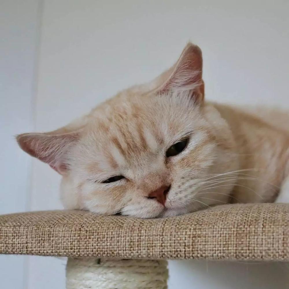 一只常犯困的橘猫 每一个表情都能做表情包