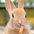 吃东西的小兔子实在是太萌了 胡萝卜是什么口味的