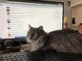 猫咪霸占了我的键盘还睡得很香 我该撸猫还是撸游戏？