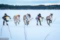 芬兰举办驯鹿锦标赛 驯鹿拉主人雪地狂奔争第一