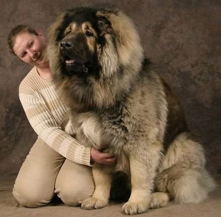 探秘世界最大狗:高加索犬人称"犬中之王"(图)