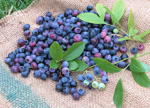 3087964_550x550_0.jpg