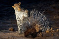 Cheetah savaş kirpi