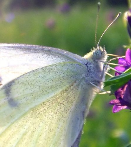 组图:揭开昆虫翅膀的秘密 蜻蜓小翅膀有大能量