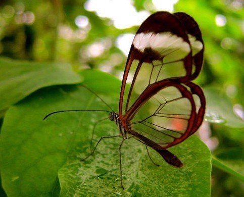 组图:揭开昆虫翅膀的秘密 蜻蜓小翅膀有大能量