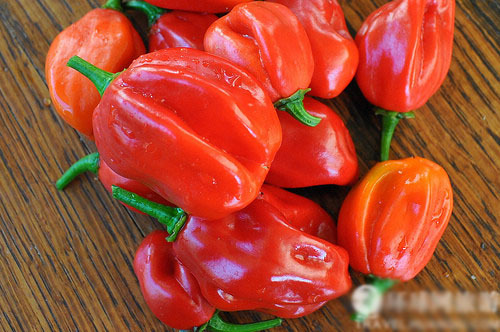 印度魔鬼椒:世界上最辣的辣椒
