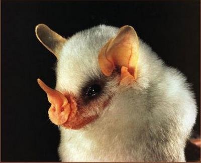 盘点自然界9大怪异动物:幽灵蝙蝠酷似外星人-