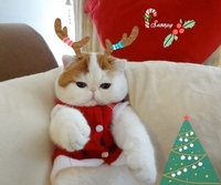 现实版加菲猫微博走红