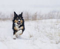 Zeki köpekler