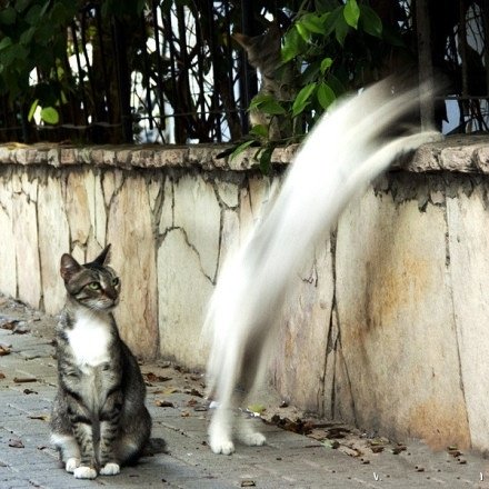 屁熊猫十图
