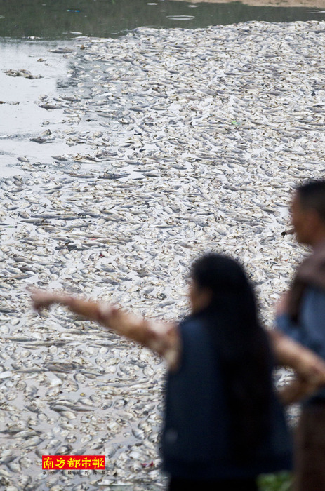 松山湖历史上死鱼最多的一次