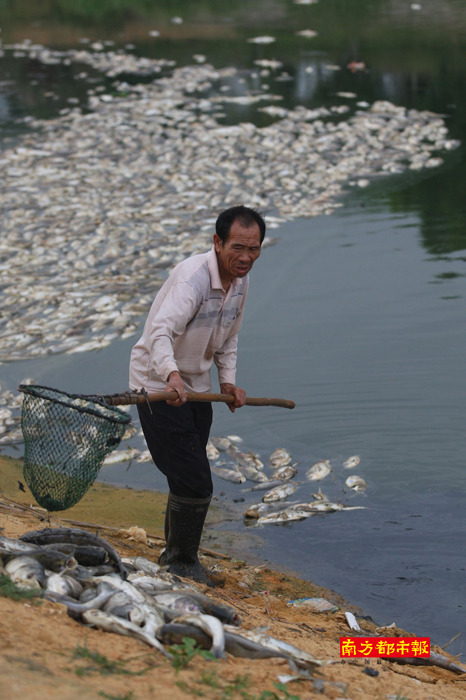 松山湖历史上死鱼最多的一次