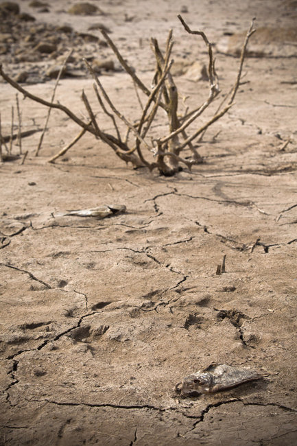 西班牙正经历70年来最干旱的冬天,水库干涸,作物枯萎,丛林起火.