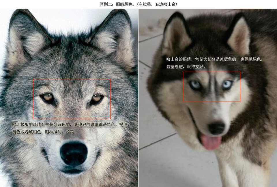区别狼与哈士奇,关键看眼睛