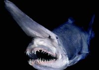 组图：探秘深海另类鱼类 头顶尖角鲨鱼被捕捞