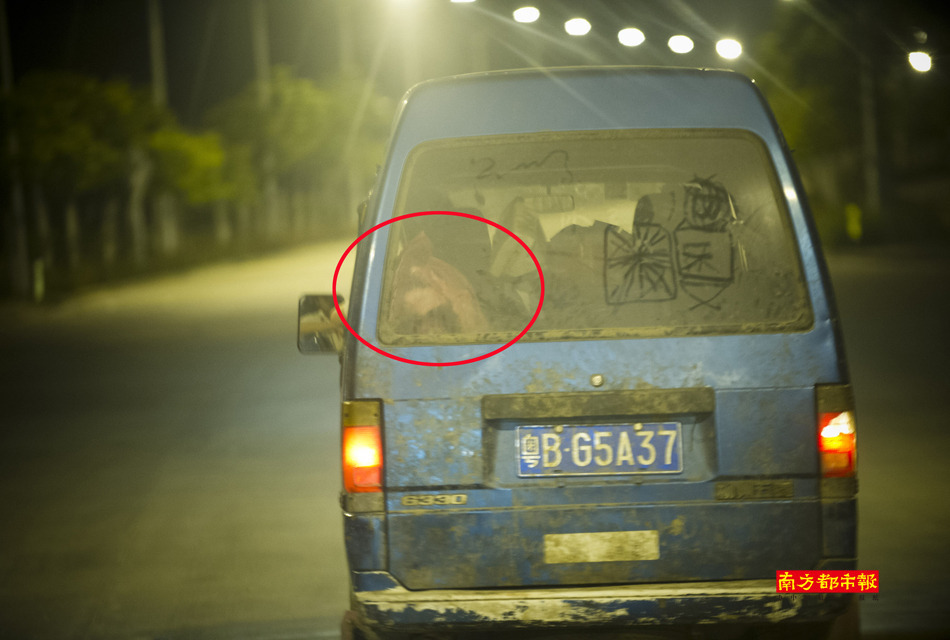 深圳黑厂日产万斤死猪肉 卖入寻常百姓家