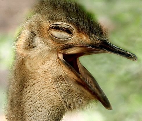 会微笑的猫 原来动物也会减压