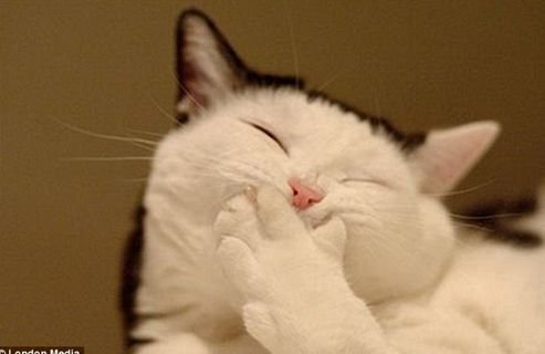 会微笑的猫 原来动物也会减压