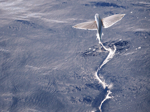 神奇动物飞行员:大西洋飞鱼和天堂树蛇-PHP