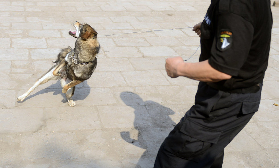 高清:太原专业捕狗队整治流浪犬