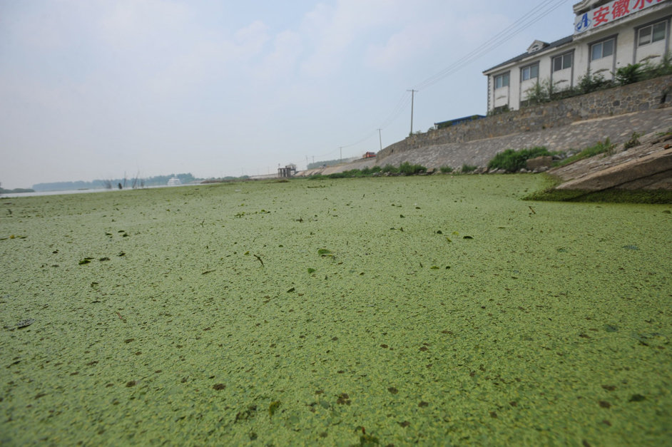 合肥又上新闻头条了巢湖生态保护不过是空喊口