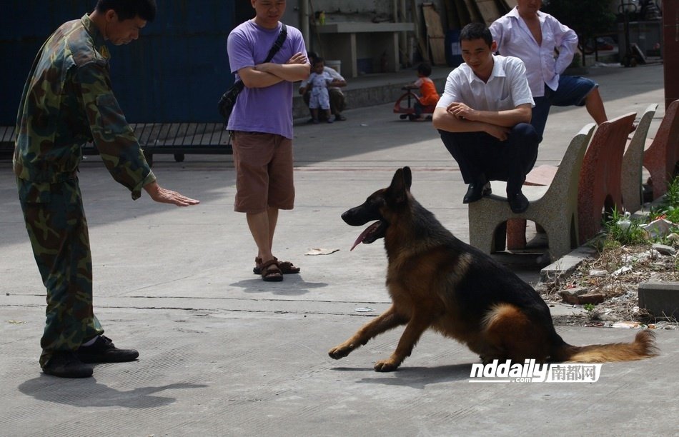 东莞闹市藏獒是与非 管理条例仍是空白