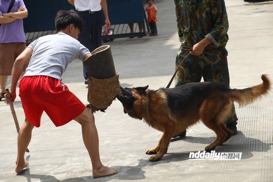 东莞闹市藏獒是与非 管理条例仍是空白