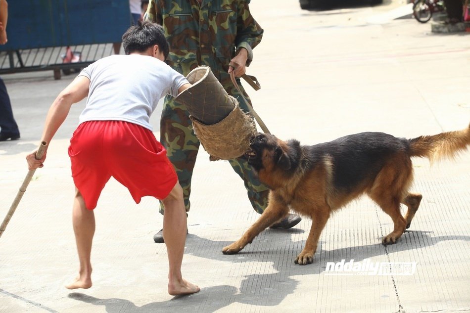 东莞闹市藏獒是与非 管理条例仍是空白